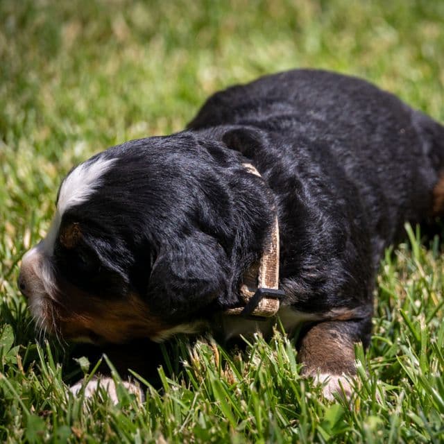 White Girl - Bernese Mountain Dog Female