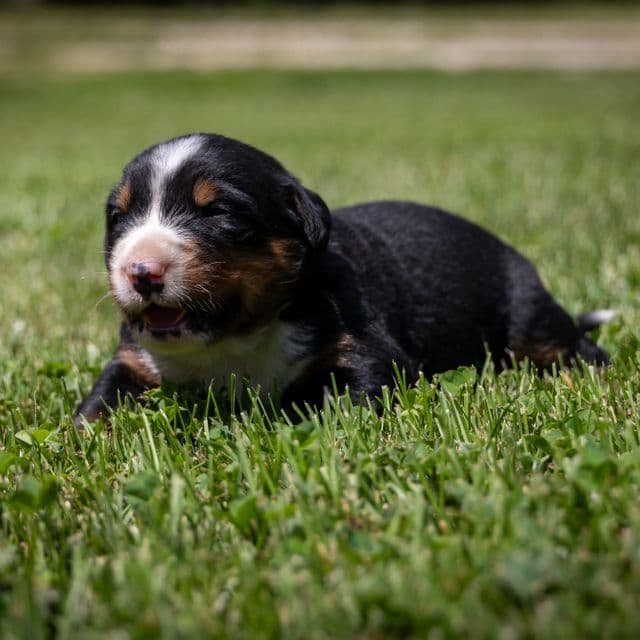 Orange Boy - Bernese Mountain Dog Male