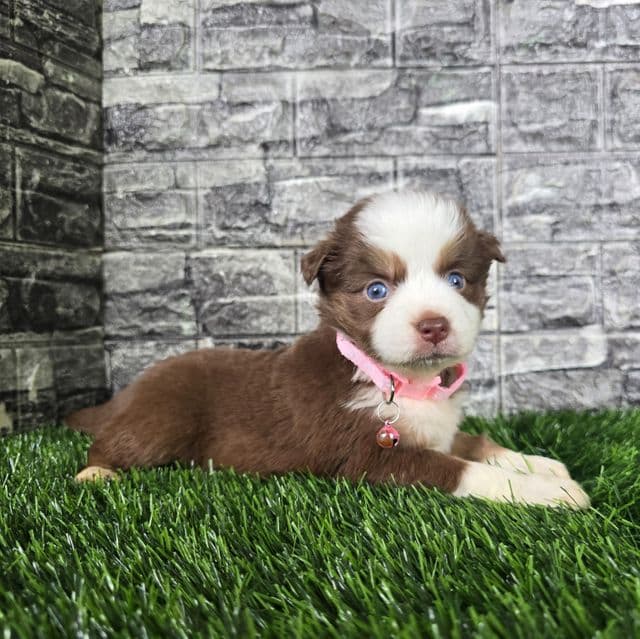 Layla - Australian Shepherd Female