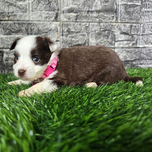 Lilly - Australian Shepherd Female