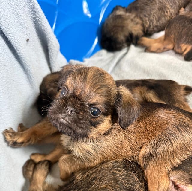 Daisy - Brussels Griffon Female