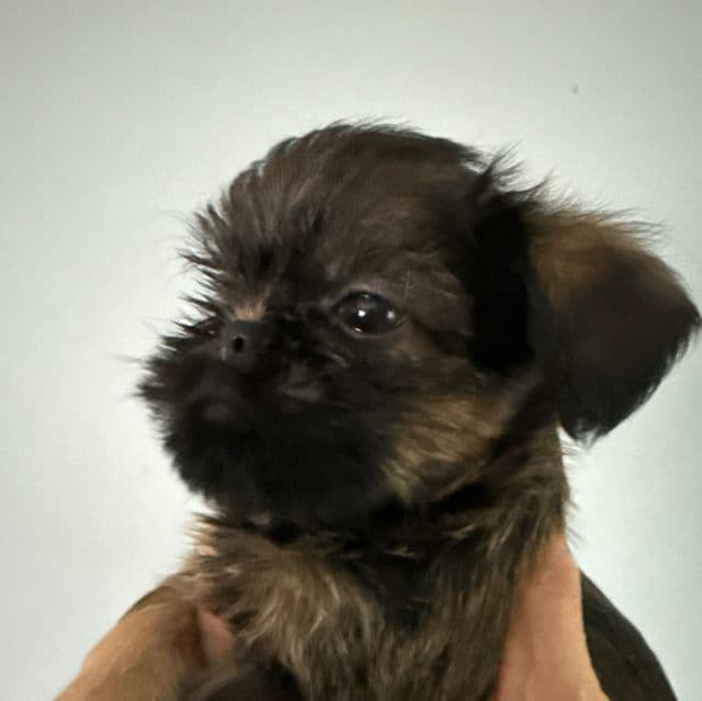 Daniel - Brussels Griffon Male