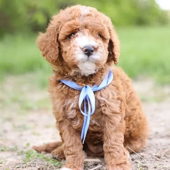 Auggie - Goldendoodle Male