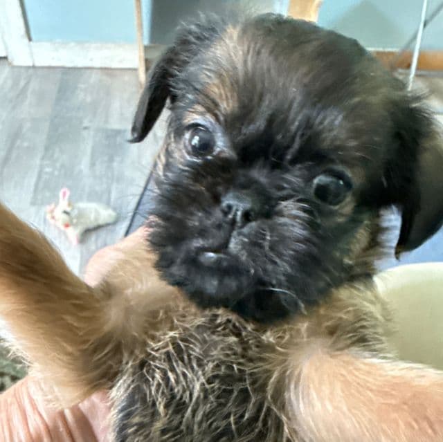 Dixie - Brussels Griffon Female