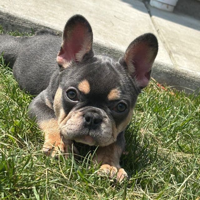 BROOKLYN - French Bulldog Female