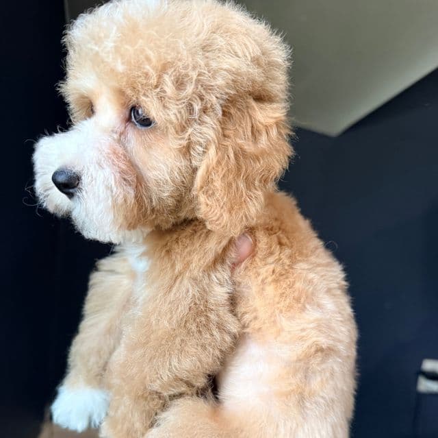 Rose - Toy Poodle Female