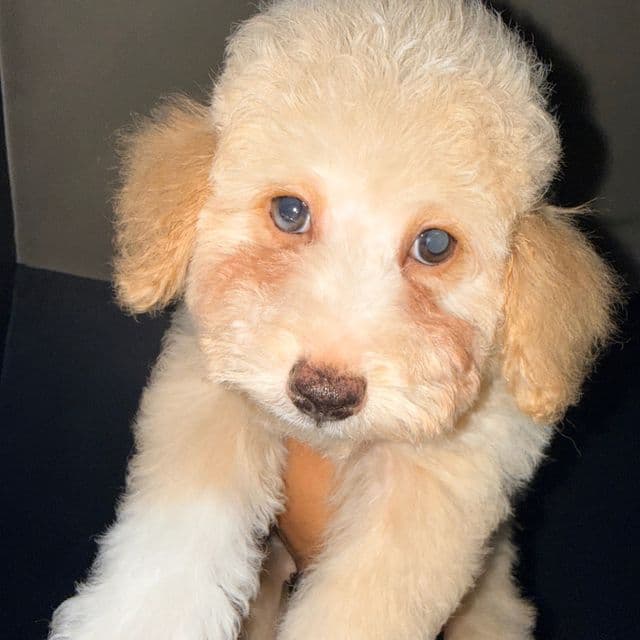 Blossom  - Toy Poodle Female