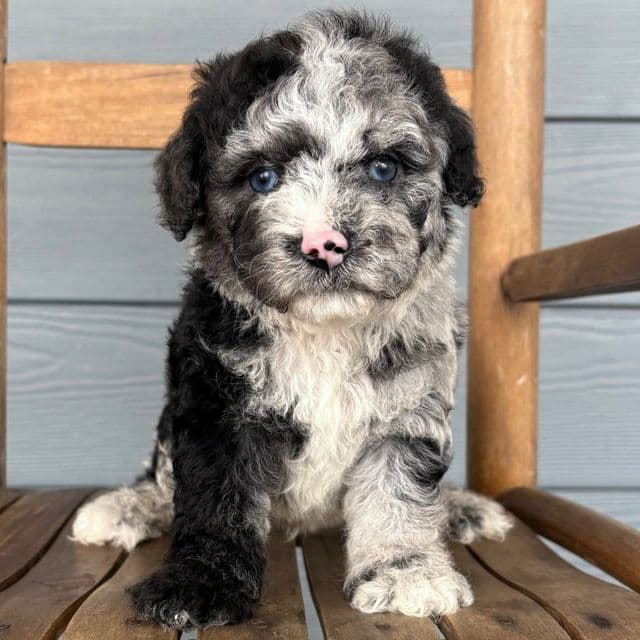 Scroll - Cavapoo Male