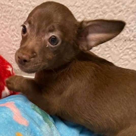 Buster - Chihuahua Male