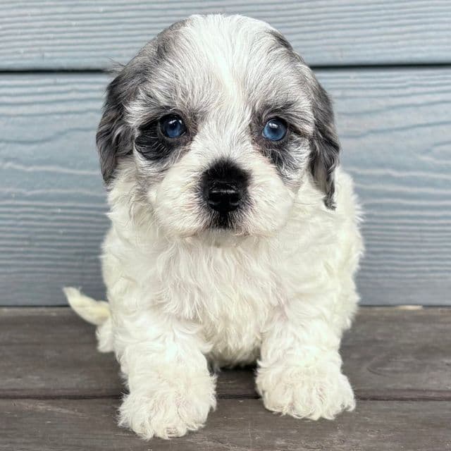 Soot - Cavapoo Female