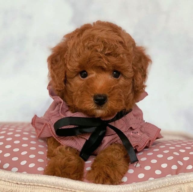 Pipper - Toy Poodle Female