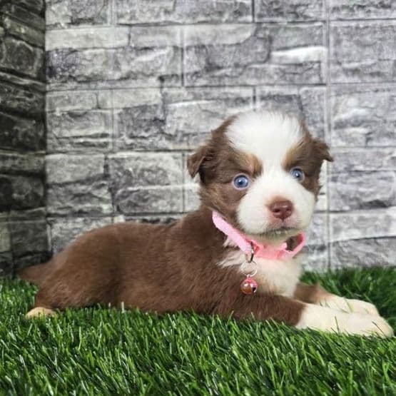 Layla - Australian Shepherd Female