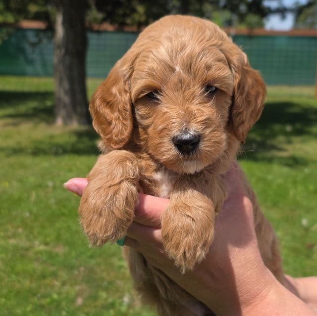 Sarge- mini - Goldendoodle Male