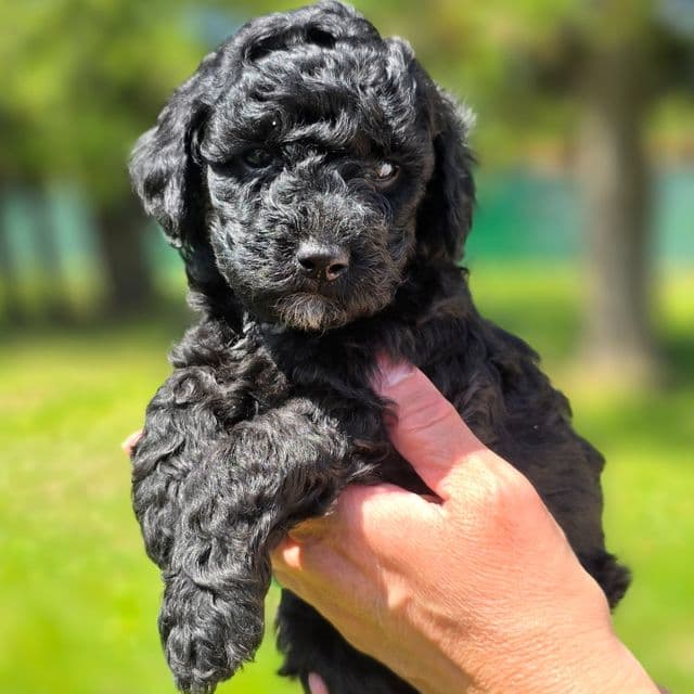 Major- mini - Goldendoodle Male