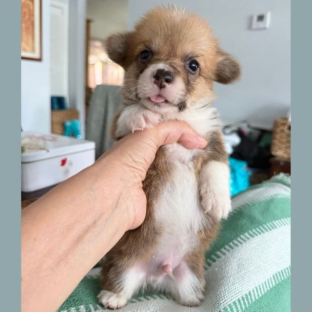 Algiz Gebo  Irving - Pembroke Welsh Corgi Male