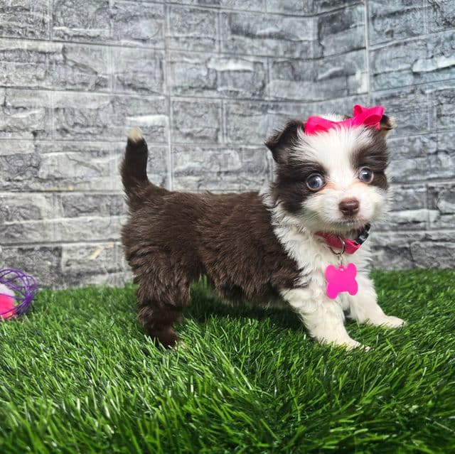 Lilly - Australian Shepherd Female