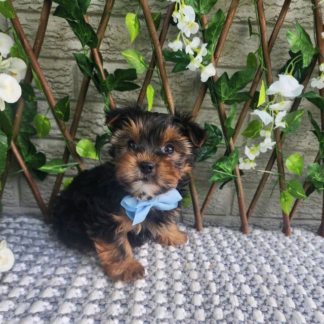Neeko - Morkie Male