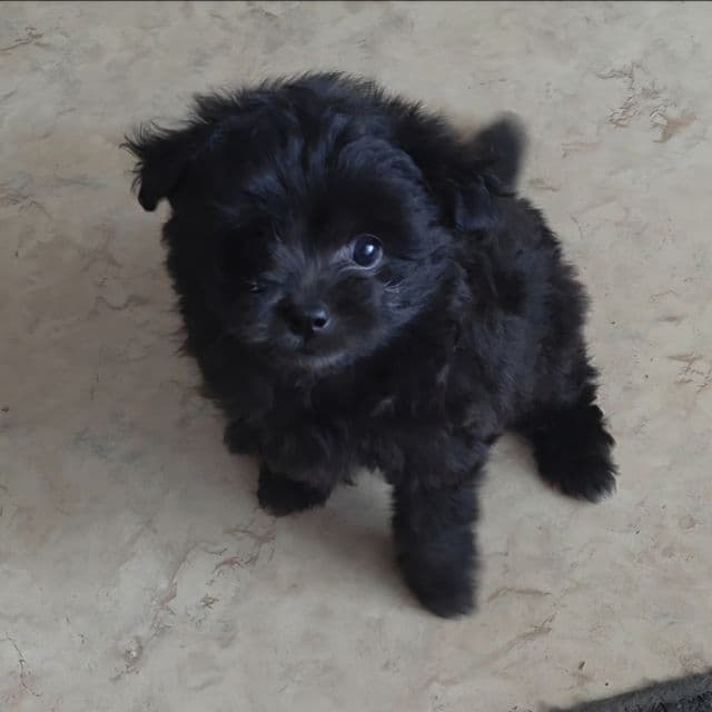 Raven - Pomapoo Female