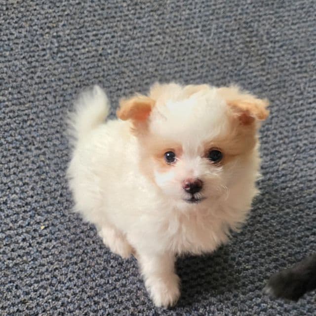 Mikey - Pomapoo Male