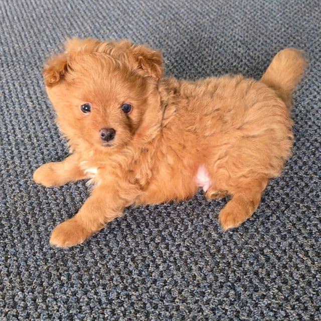 Murphy - Pomapoo Male