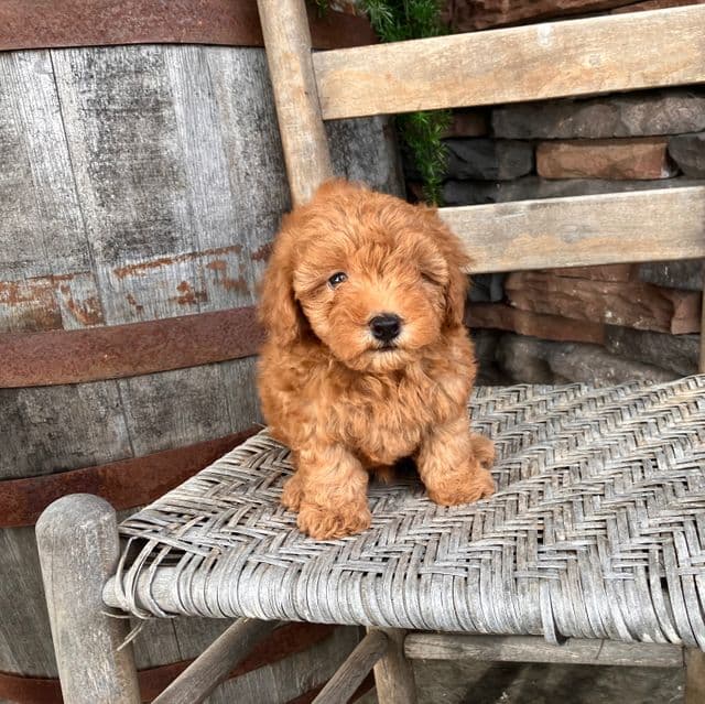 Joe - Toy Poodle Male