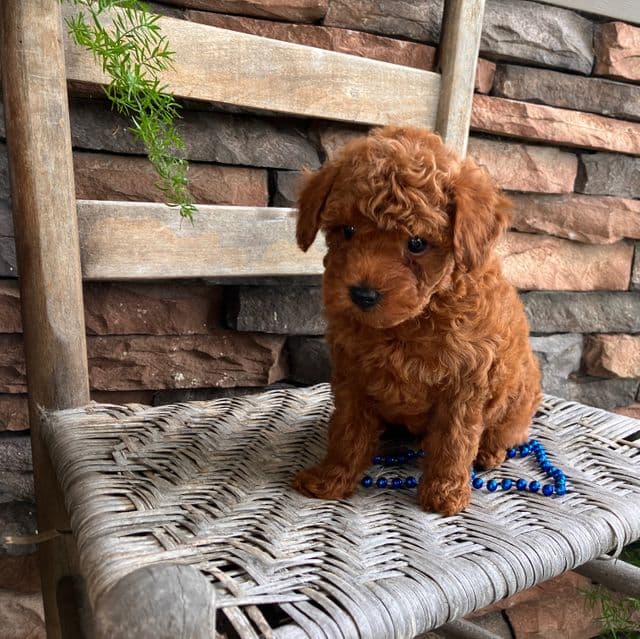 John - Toy Poodle Male