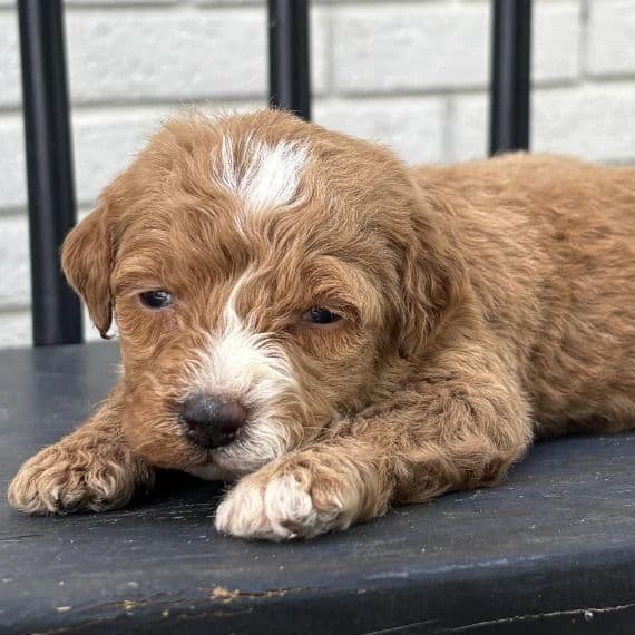 Stephanie - Goldendoodle Female