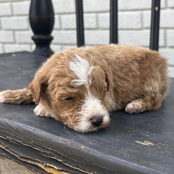 Daniel - Goldendoodle Male