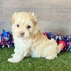 Monte - Maltipoo Male