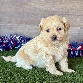 Marlin - Maltipoo Male