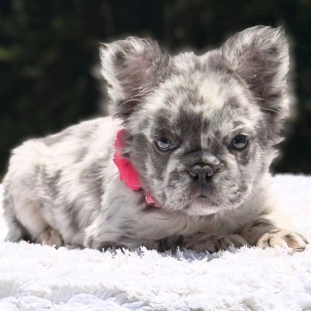 DOTTIE Fluffy - French Bulldog Female