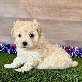 Myles - Maltipoo Male