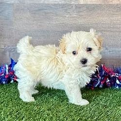 Mack - Maltipoo Male