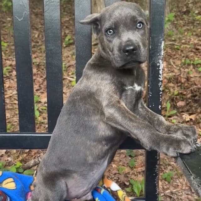 Stu Macher - Cane Corso Male
