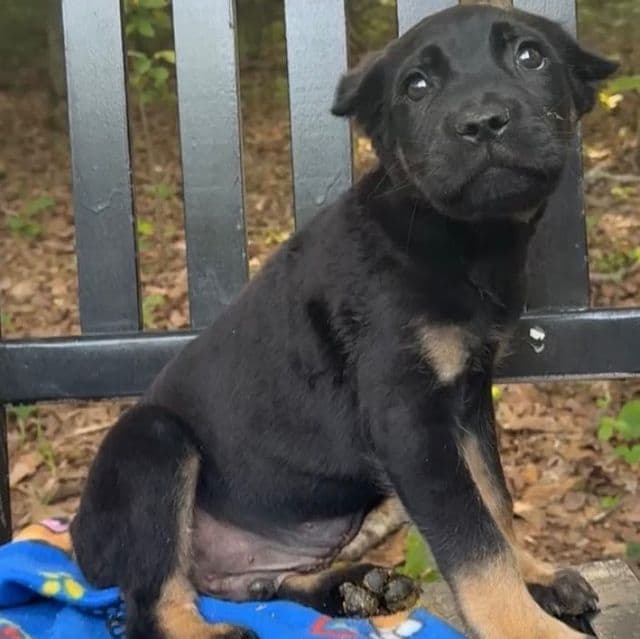 Dewey Riley - Cane Corso Male