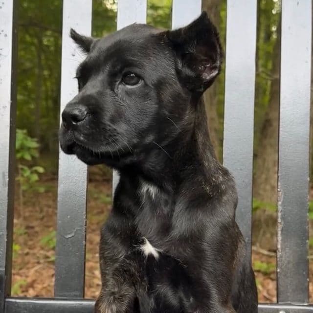 Gale Weathers - Cane Corso Female