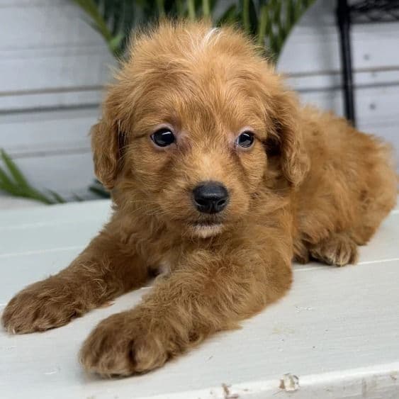 Nathan - Goldendoodle Male