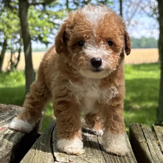 Brooke - Goldendoodle Female