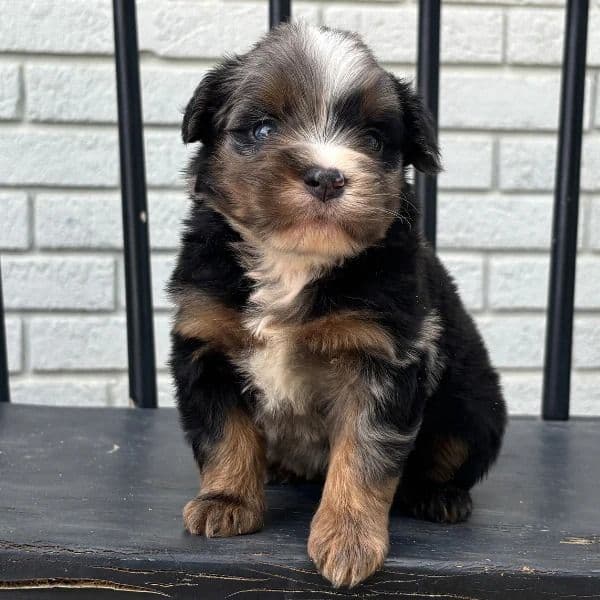 Owen - Bernedoodle Male