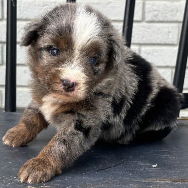 Bailey - Bernedoodle Female