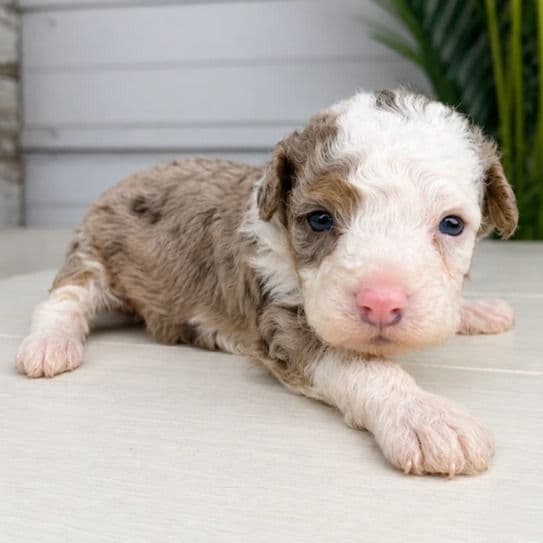 Paris - Bernedoodle Female