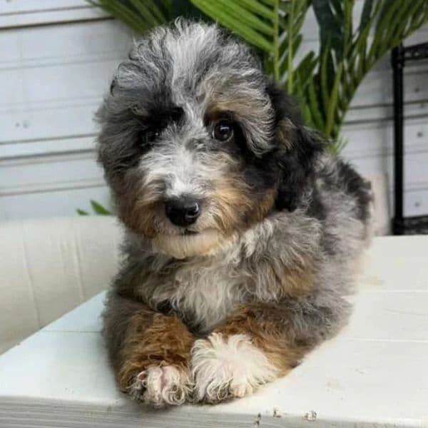 Jasper - Bernedoodle Male