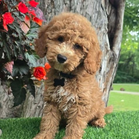 Black Collar - Goldendoodle Male