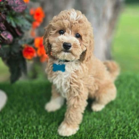 Light Blue Collar - Goldendoodle Male