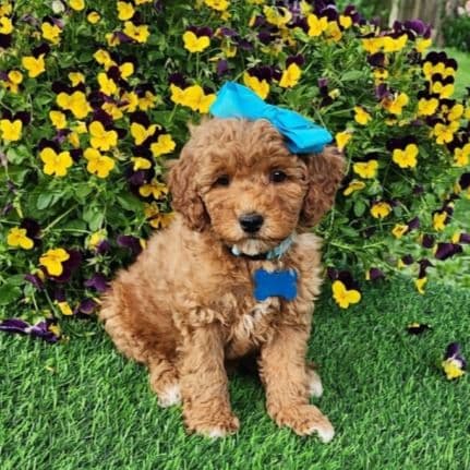 Blue Bow - Goldendoodle Female