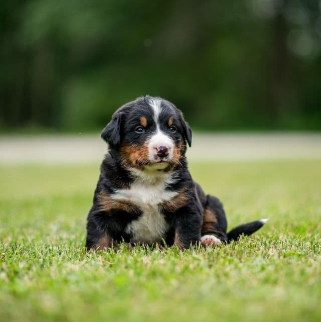 Orange Boy (Sale Pending) - Bernese Mountain Dog Male