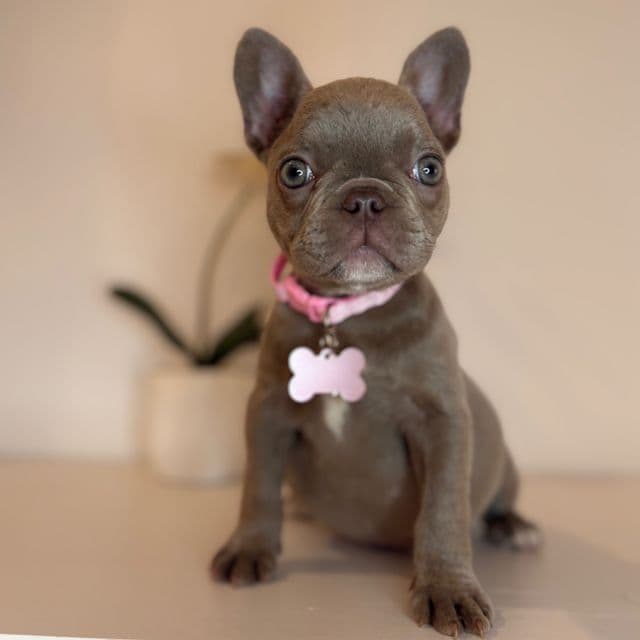  Chanel - French Bulldog Female