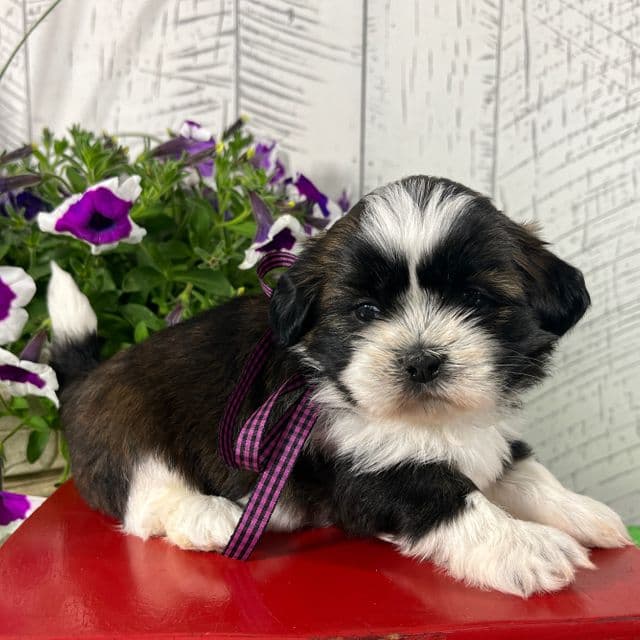 Shadow - Shih Tzu Female