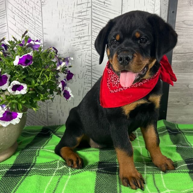 Missy - Rottweiler Female