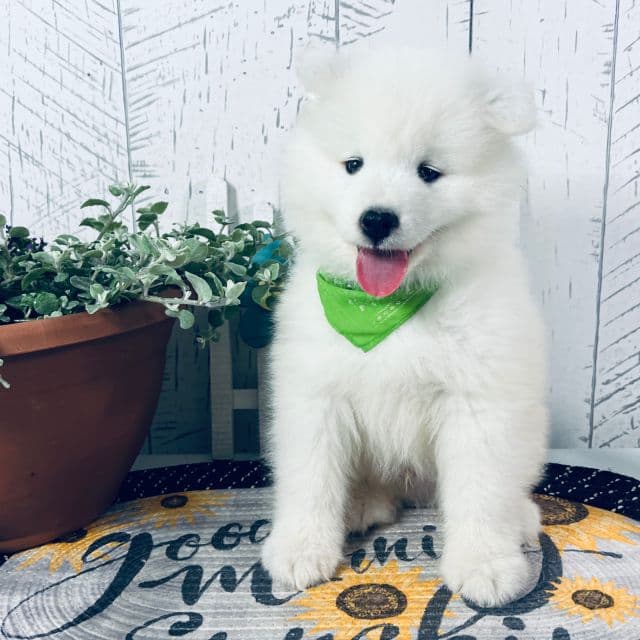 Barney - Samoyed Male